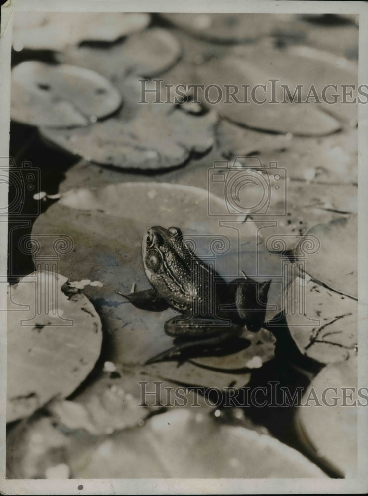 1936 Press Photo Frog on Lily Pad - nef41185
