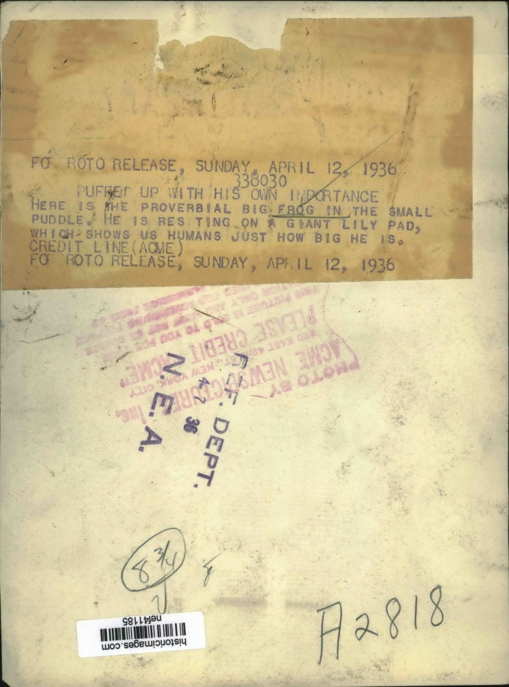 1936 Press Photo Frog on Lily Pad - nef41185