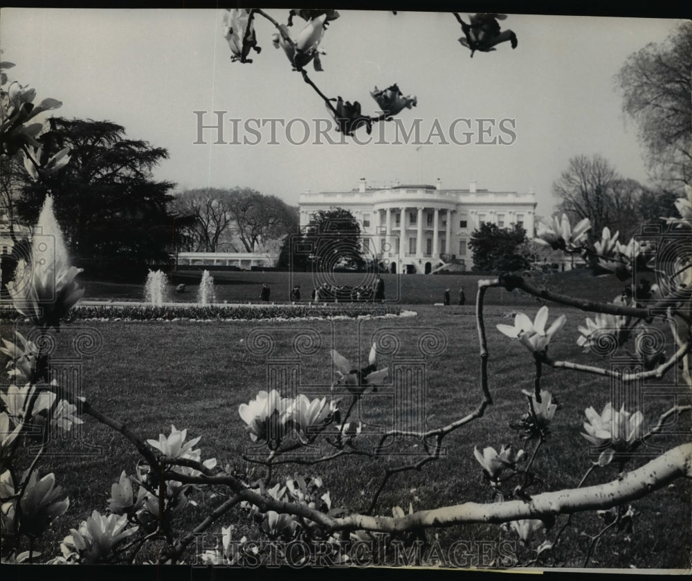 1965 Press Photo Magnolia Blossoms at White House, Washington, D.C. - nef41406