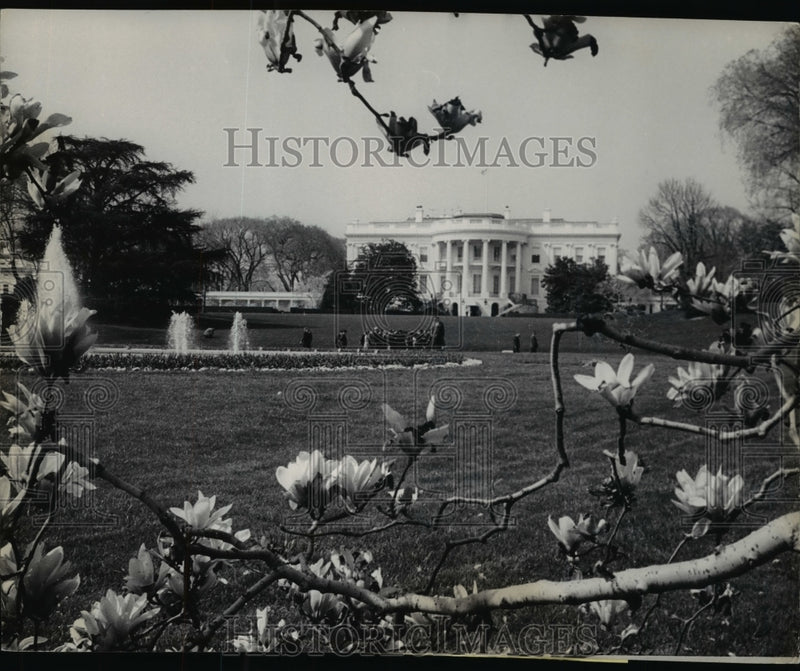 Load image into Gallery viewer, 1965 Press Photo Magnolia Blossoms at White House, Washington, D.C. - nef41406
