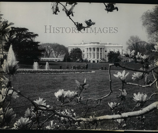 1965 Press Photo Magnolia Blossoms at White House, Washington, D.C. - nef41406