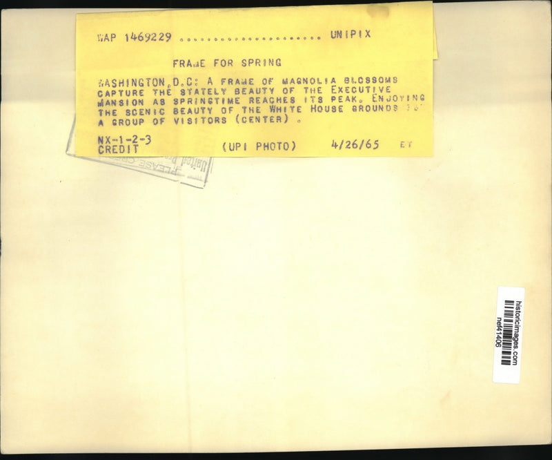 Load image into Gallery viewer, 1965 Press Photo Magnolia Blossoms at White House, Washington, D.C. - nef41406
