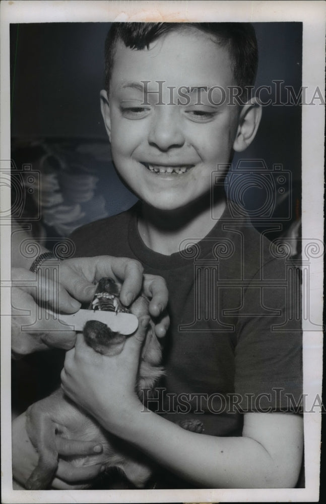 1955 Press Photo Mike McFadden getting his Chihuahua's teeth checked by a vet
