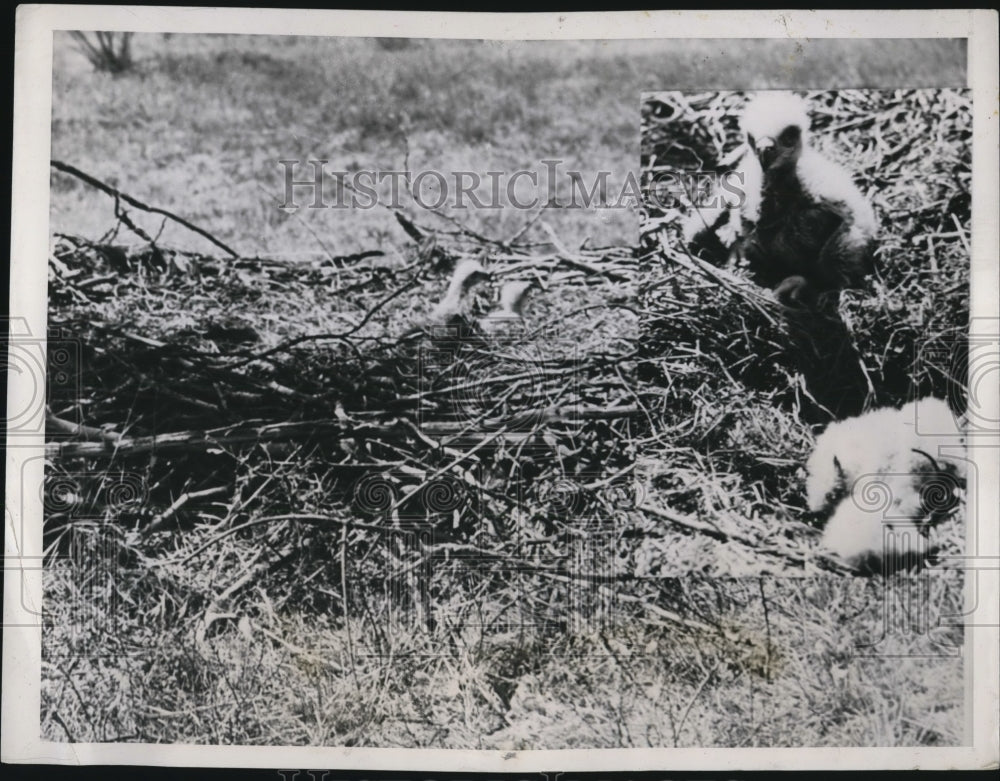 1939 Press Photo Young eaglets peering over rim of their home - nef43241