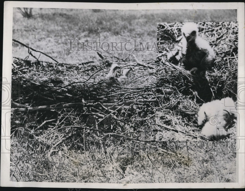 Load image into Gallery viewer, 1939 Press Photo Young eaglets peering over rim of their home - nef43241
