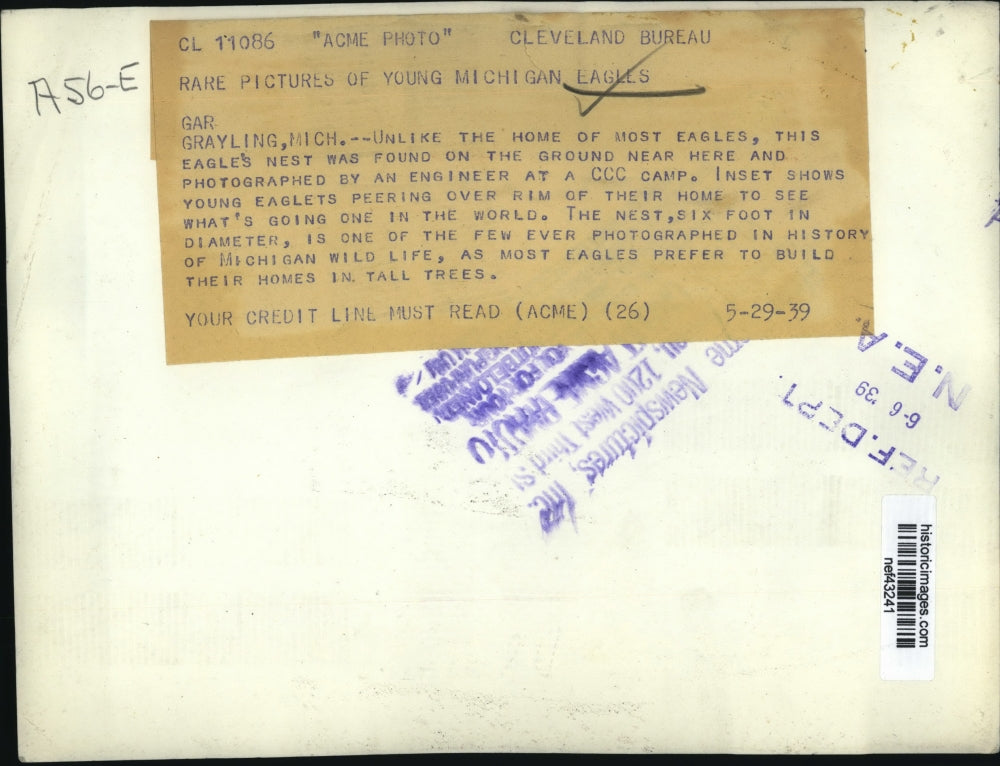 1939 Press Photo Young eaglets peering over rim of their home - nef43241