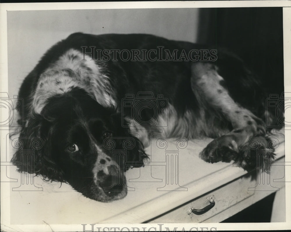 1935 Press Photo Cleveland, Ohio Cocker Spaniel Dying after 16 Pup Litter
