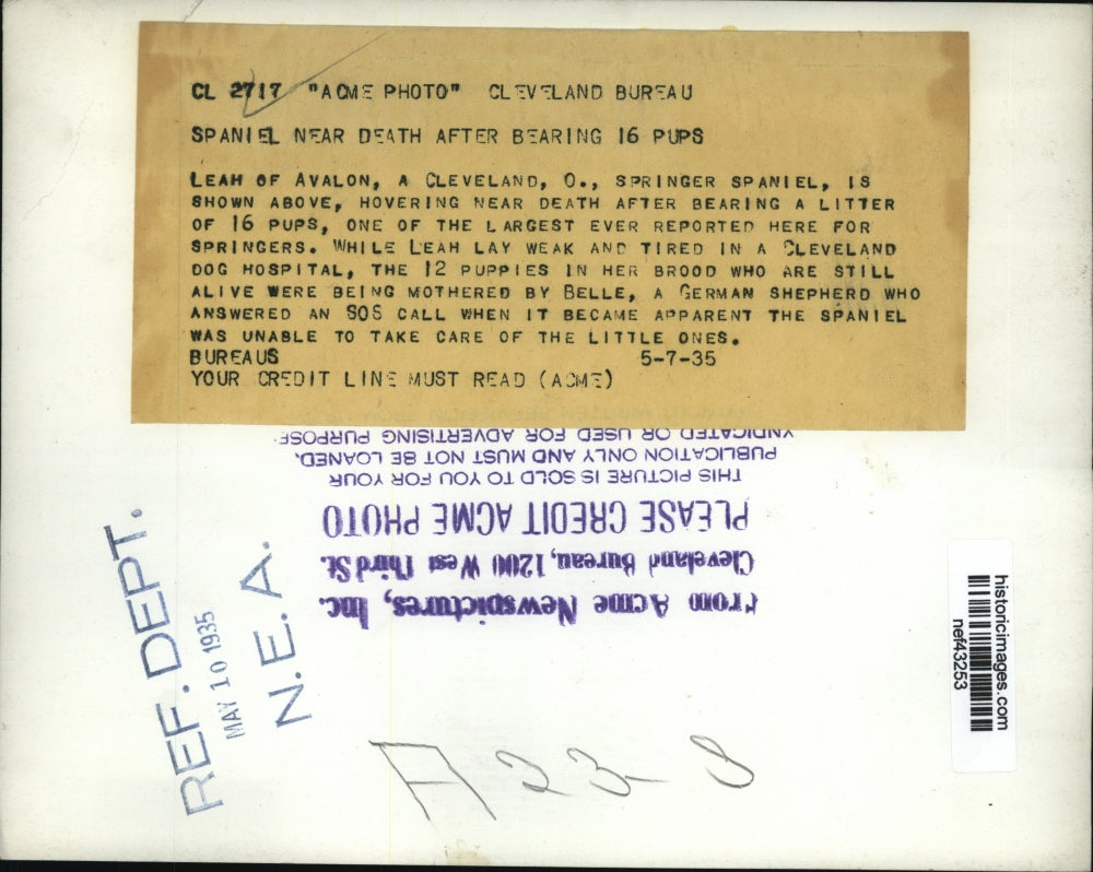 1935 Press Photo Cleveland, Ohio Cocker Spaniel Dying after 16 Pup Litter