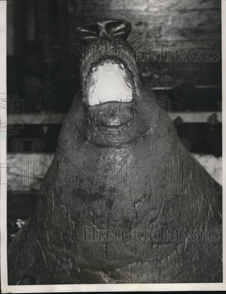 Load image into Gallery viewer, 1932 Press Photo Elephant Seal Brought to Chicago for Circus - nef44010
