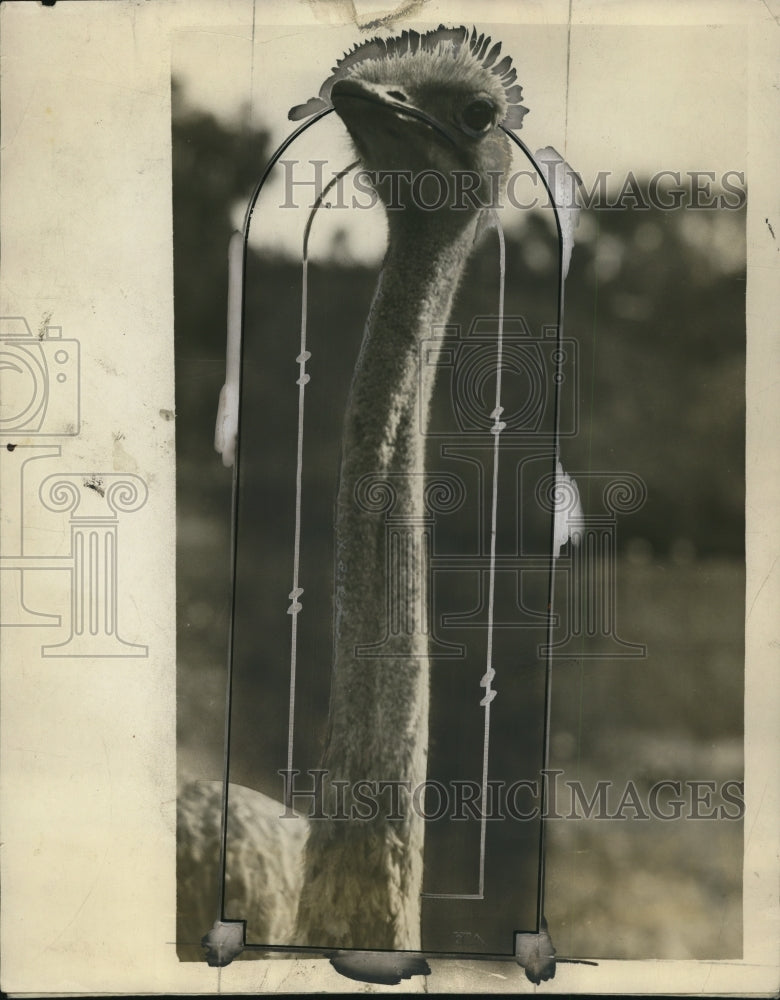 1927 Press Photo Ostrich of the San Diego Zoo - nef44389