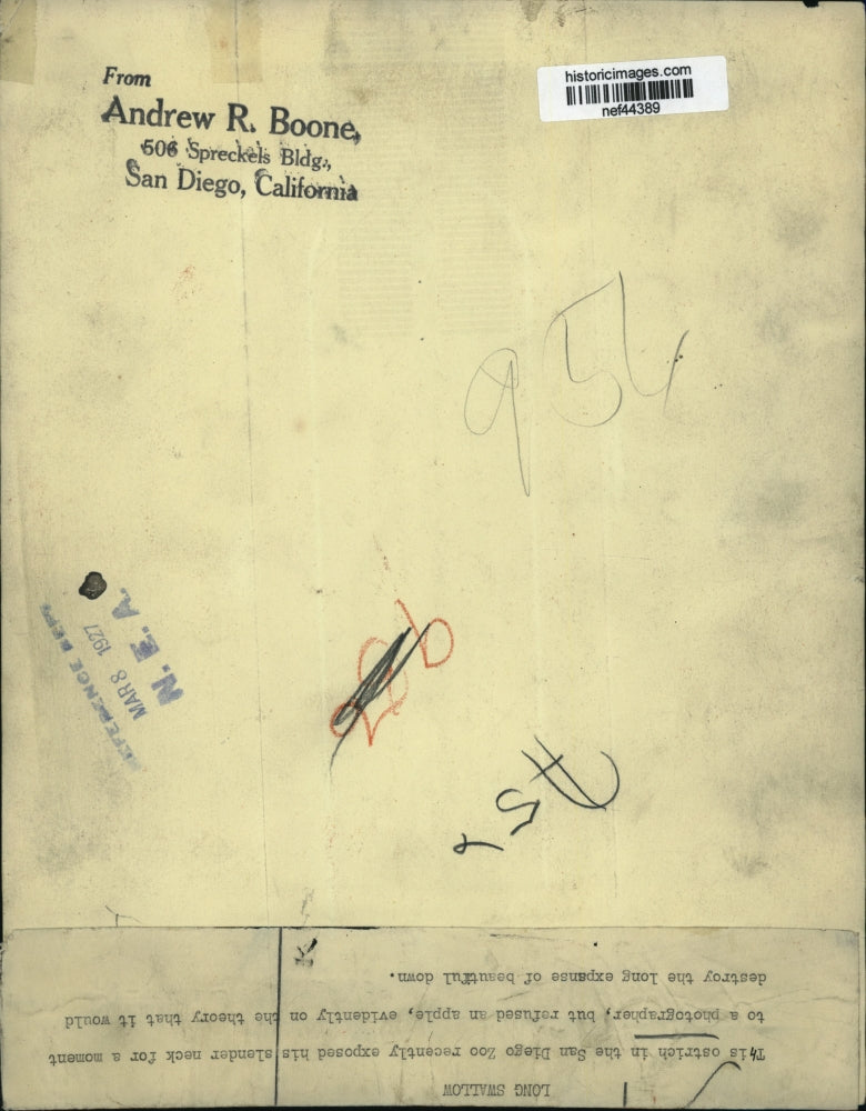 1927 Press Photo Ostrich of the San Diego Zoo - nef44389