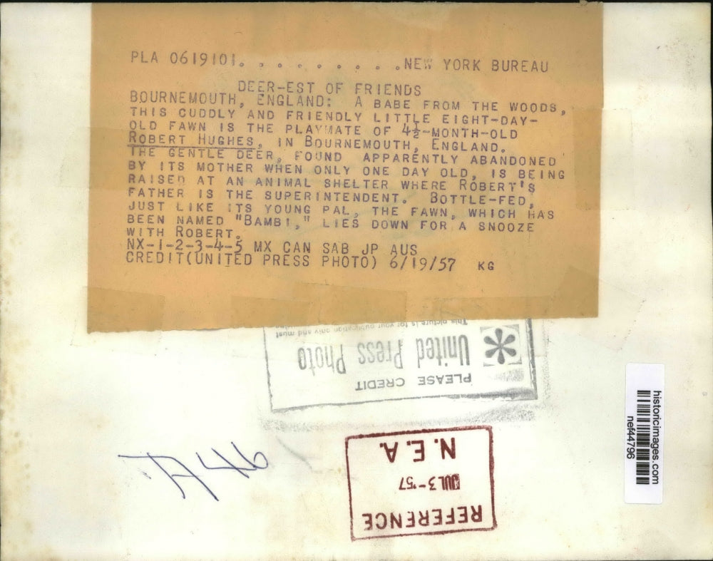 1957 Press Photo Baby Robert Hughes & Baby Fawn in Bournemouth, England