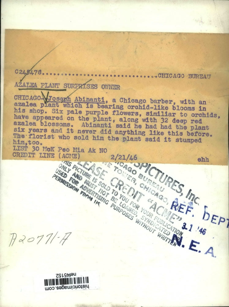 1946 Press Photo Joseph Abinanti Chicago Barber w/ Azalea Plant Blooming Orchids