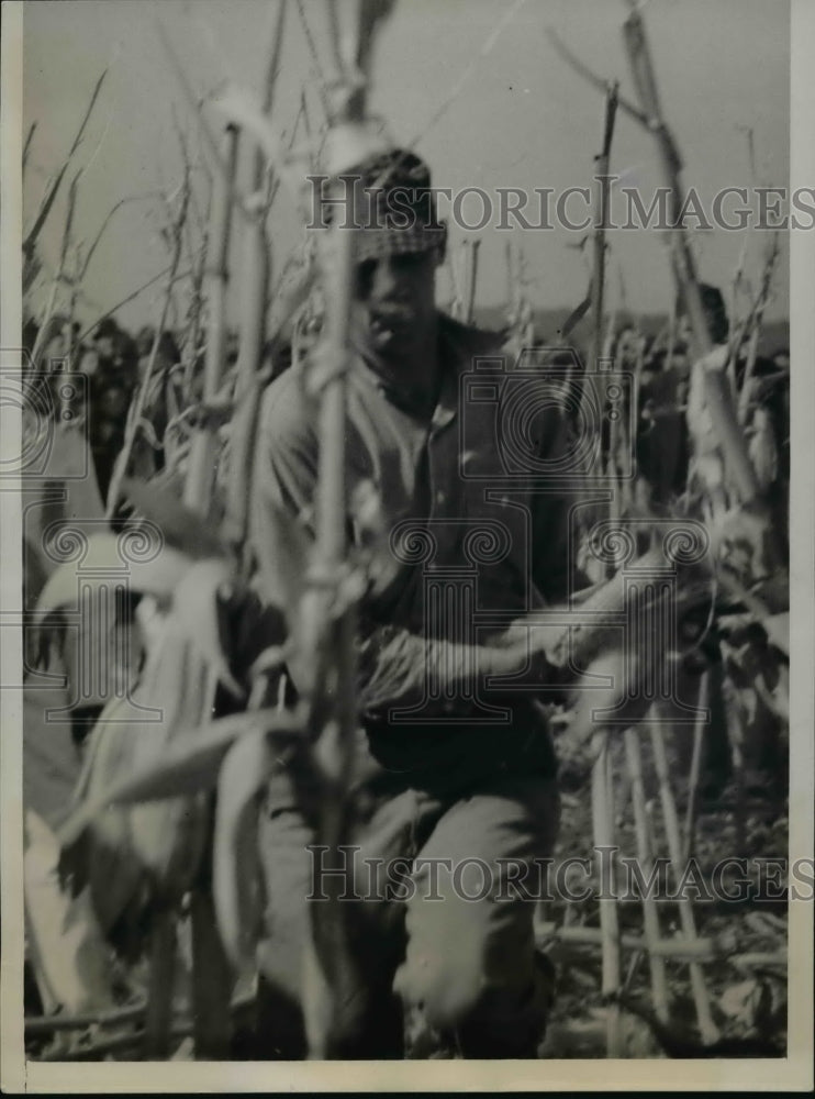 1939 Press Photo Lawrence Pitzer Competes in National Corn Husking Tournament