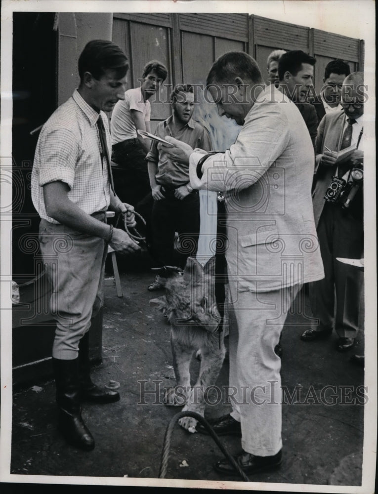 Load image into Gallery viewer, 1962 Press Photo Lion w Reporter John Devlin, Trainer Barry White in New York
