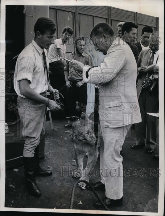 1962 Press Photo Lion w Reporter John Devlin, Trainer Barry White in New York