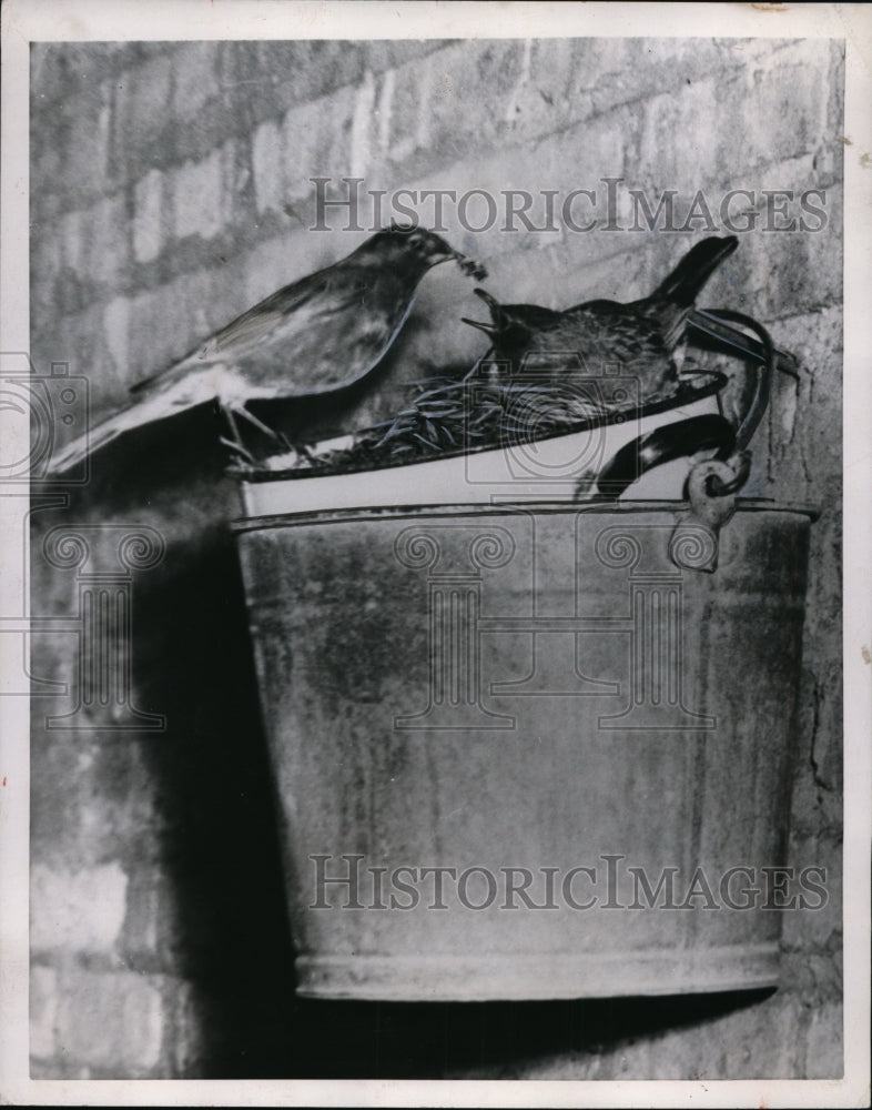 Load image into Gallery viewer, 1953 Press Photo Robin arrived with meal for mam sits in pail nest - nef48123
