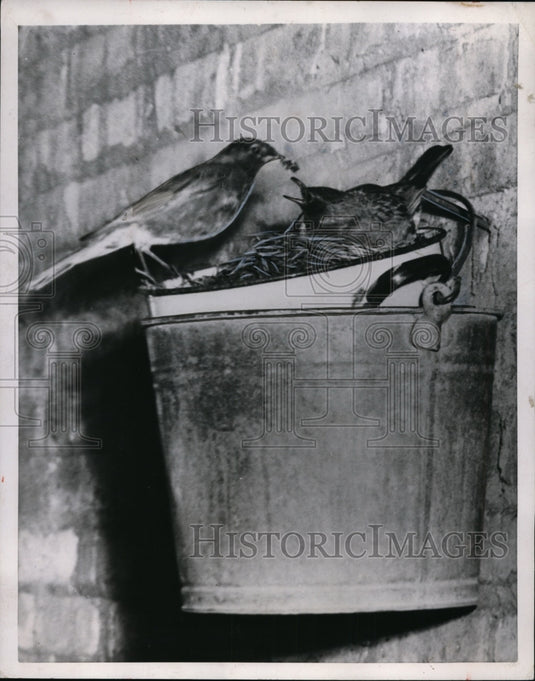 1953 Press Photo Robin arrived with meal for mam sits in pail nest - nef48123