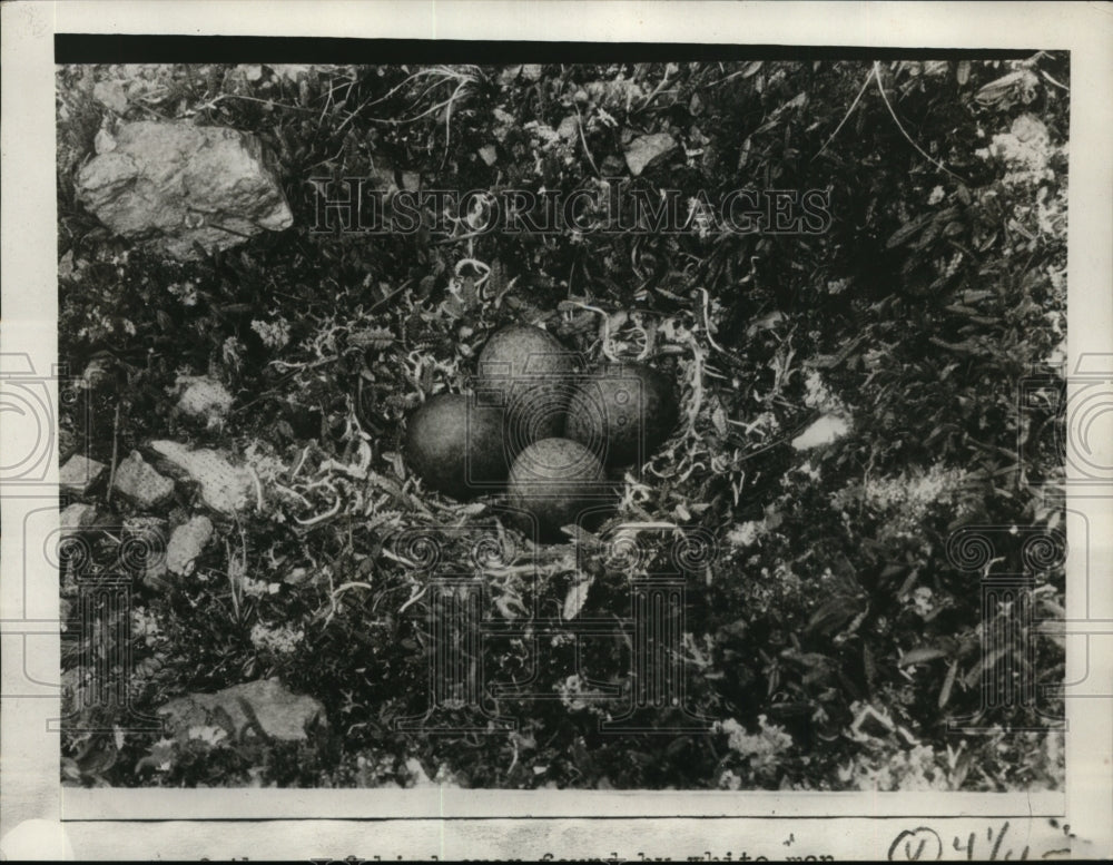 1929 Press Photo First Nest Of Surf Bird Ever Found By White Men At Mt. McKinley