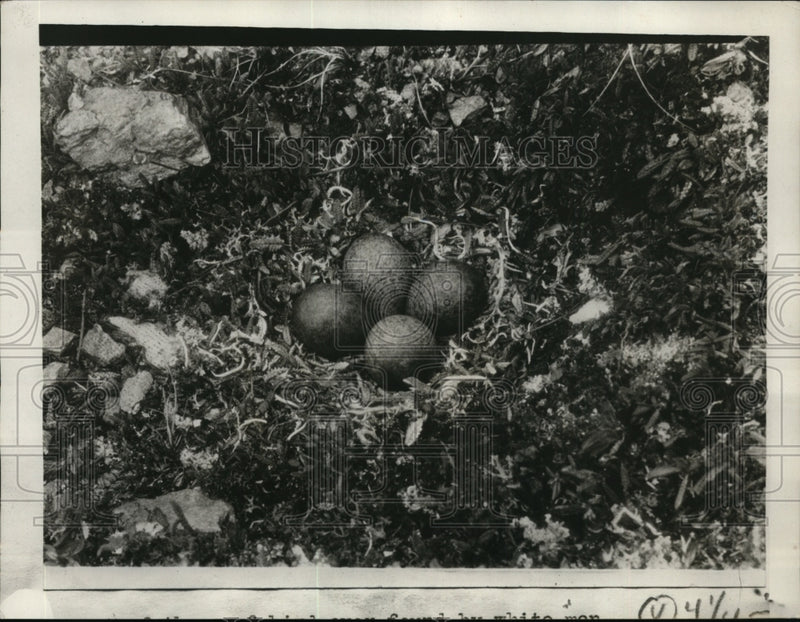 Load image into Gallery viewer, 1929 Press Photo First Nest Of Surf Bird Ever Found By White Men At Mt. McKinley
