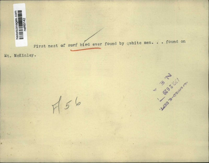 Load image into Gallery viewer, 1929 Press Photo First Nest Of Surf Bird Ever Found By White Men At Mt. McKinley
