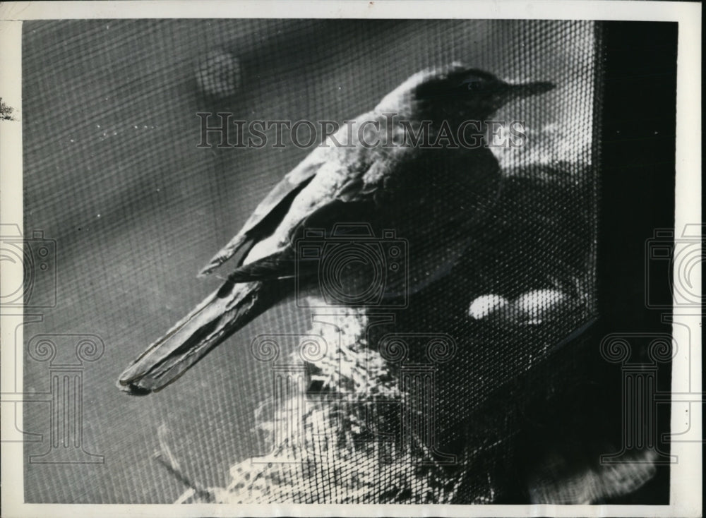 1941 Press Photo Lady Robin Waits For Her Youngsters to Hatch - nef49832