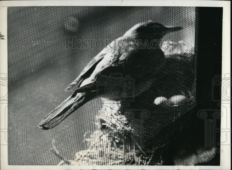 Load image into Gallery viewer, 1941 Press Photo Lady Robin Waits For Her Youngsters to Hatch - nef49832
