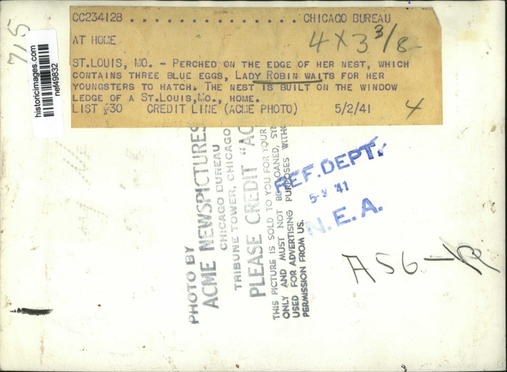 1941 Press Photo Lady Robin Waits For Her Youngsters to Hatch - nef49832