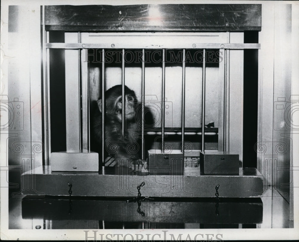 Press Photo Monkey at Cleveland Psychiatric Institute - nef50011