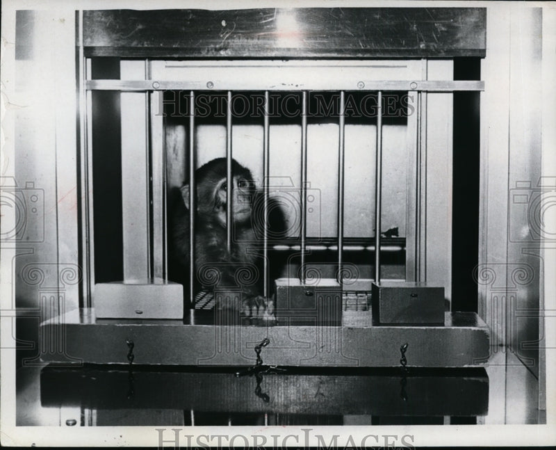 Load image into Gallery viewer, Press Photo Monkey at Cleveland Psychiatric Institute - nef50011
