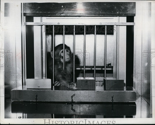 Press Photo Monkey at Cleveland Psychiatric Institute - nef50011