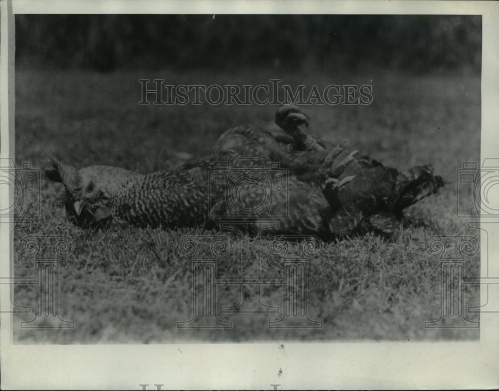 1934 Press Photo Wingless Rooster After Falling Over - nef51121