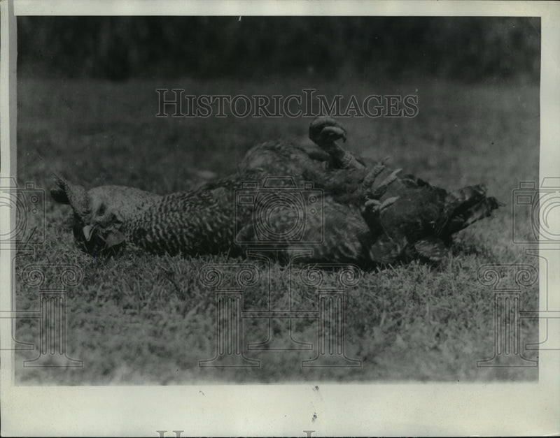 Load image into Gallery viewer, 1934 Press Photo Wingless Rooster After Falling Over - nef51121

