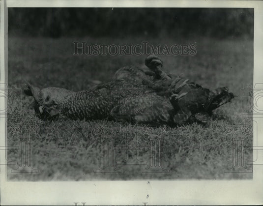 1934 Press Photo Wingless Rooster After Falling Over - nef51121