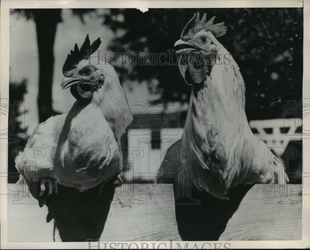 1949 Press Photo Wingless Rooster & Hen Developed by Paul Bauman, Des Moines