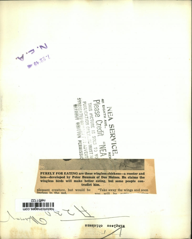 1949 Press Photo Wingless Rooster & Hen Developed by Paul Bauman, Des Moines