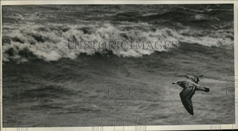 1970 Press Photo Beachview Road, Willoughby - nef53776
