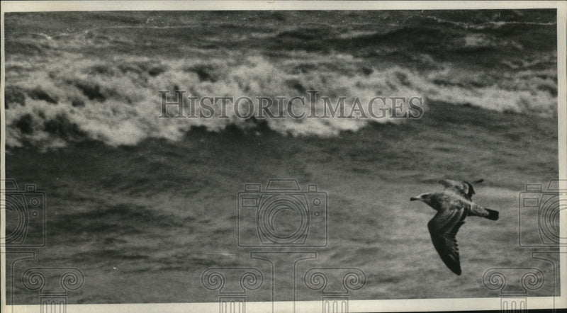 Load image into Gallery viewer, 1970 Press Photo Beachview Road, Willoughby - nef53776
