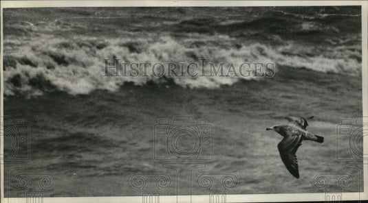 1970 Press Photo Beachview Road, Willoughby - nef53776