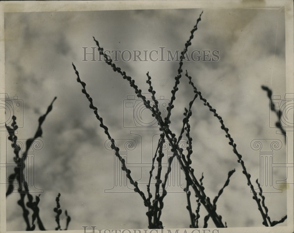 1939 Press Photo Pussy willows - nef53782