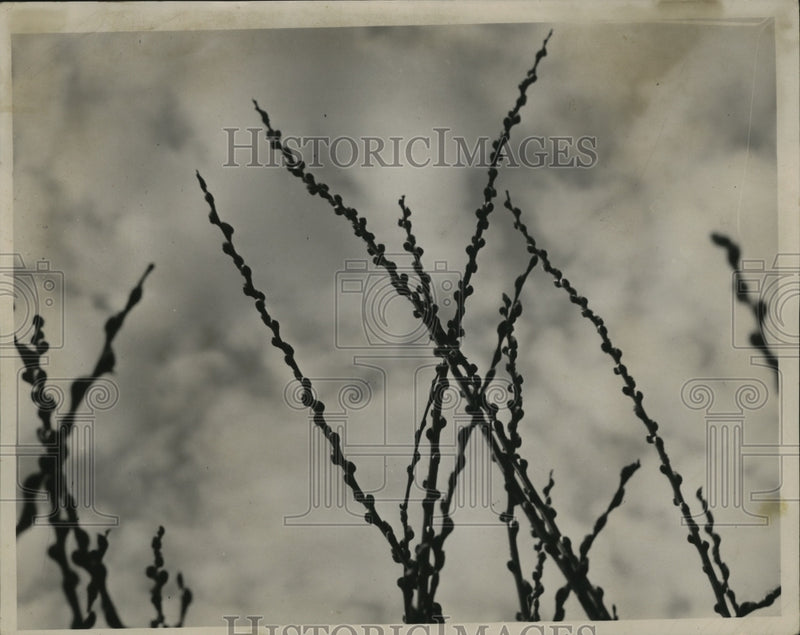 Load image into Gallery viewer, 1939 Press Photo Pussy willows - nef53782
