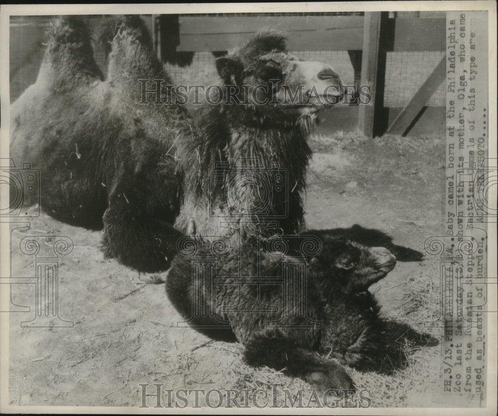 1947 Press Photo Baby Camel & Mother Olga at Philadelphia Zoo - nef53934