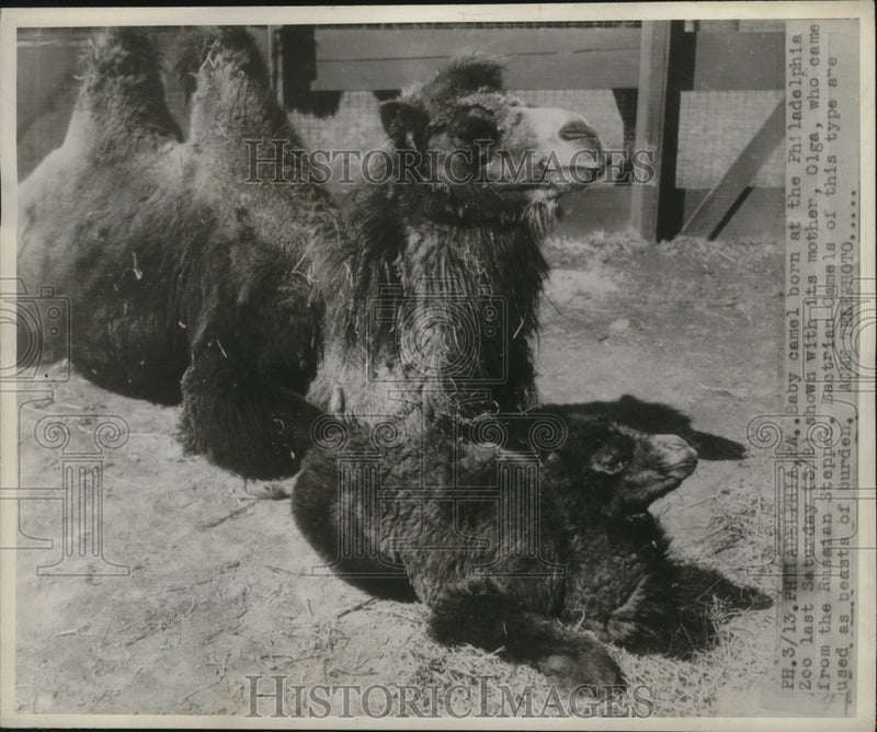 Load image into Gallery viewer, 1947 Press Photo Baby Camel &amp; Mother Olga at Philadelphia Zoo - nef53934
