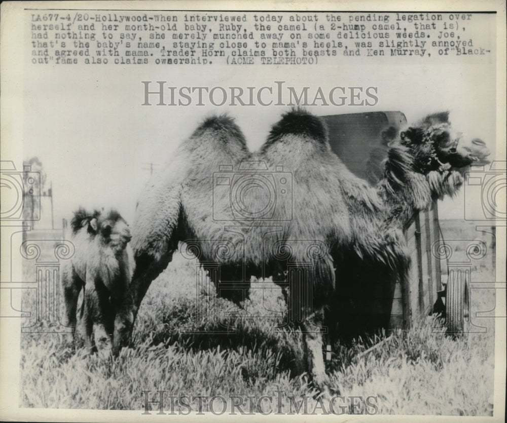 1946 Press Photo Camel Ruby & Baby Joe in Hollywood, California - nef53935
