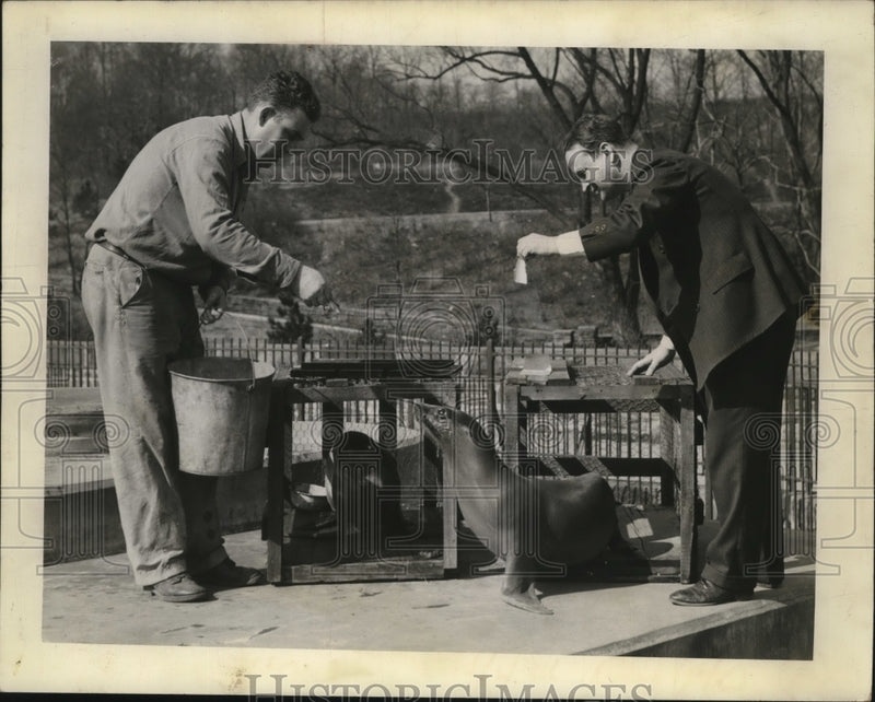 Load image into Gallery viewer, 1942 Press Photo Seal Fed by Henry Buckner, Fletcher A. Reynold - nef53941
