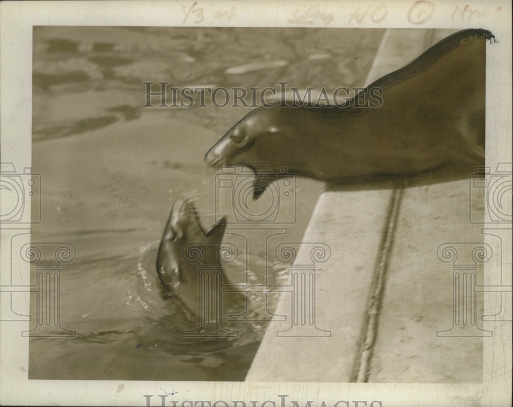 1942 Press Photo Male & Female Seal - nef53943