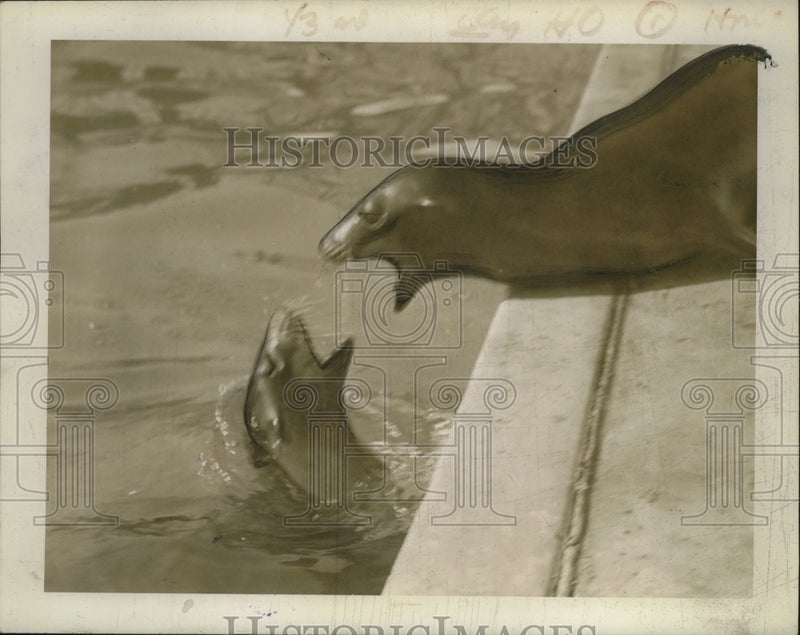 Load image into Gallery viewer, 1942 Press Photo Male &amp; Female Seal - nef53943
