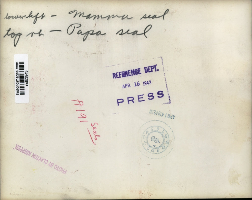 1942 Press Photo Male & Female Seal - nef53943