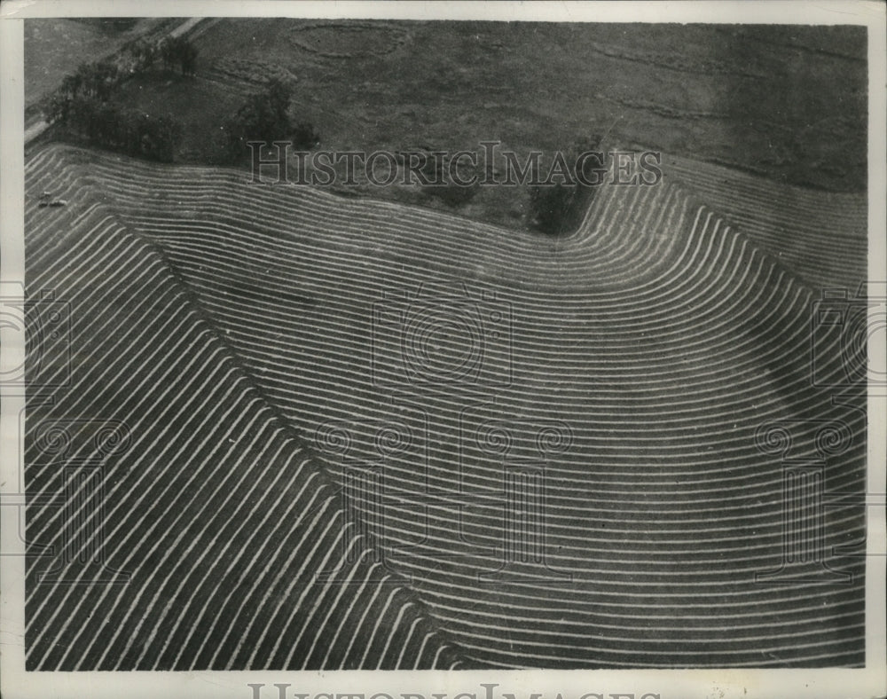 1937 Press Photo Wheat Field in Red River Valley, Northwestern Minnesota