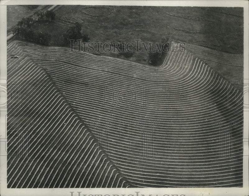 Load image into Gallery viewer, 1937 Press Photo Wheat Field in Red River Valley, Northwestern Minnesota
